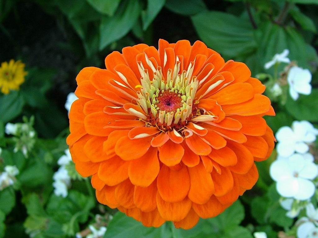 Zinnia Oriole Bright Orange Flowers  Garden Seeds Attract