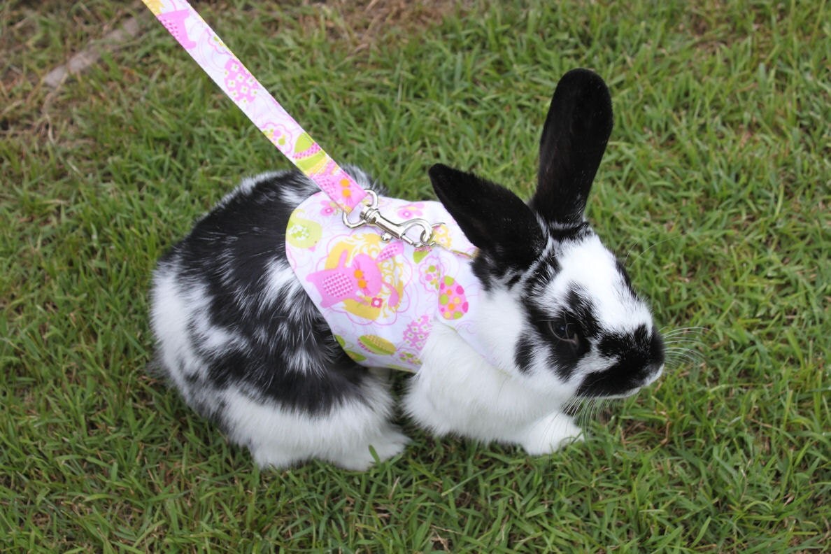 Bunny print harness with matching leash . Made to order.