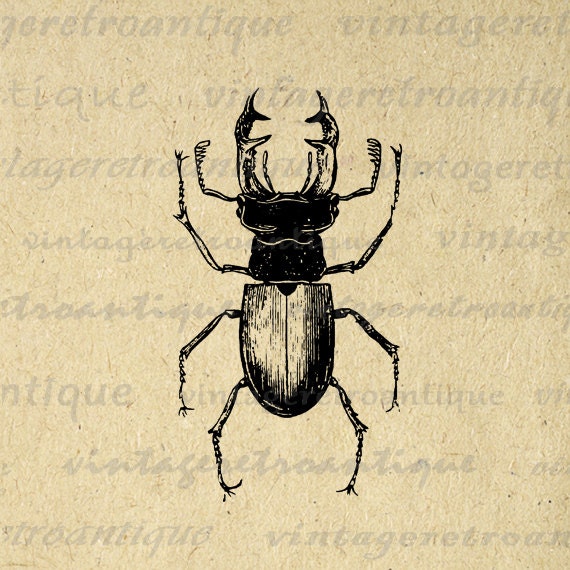 vintage insect clipart - photo #2