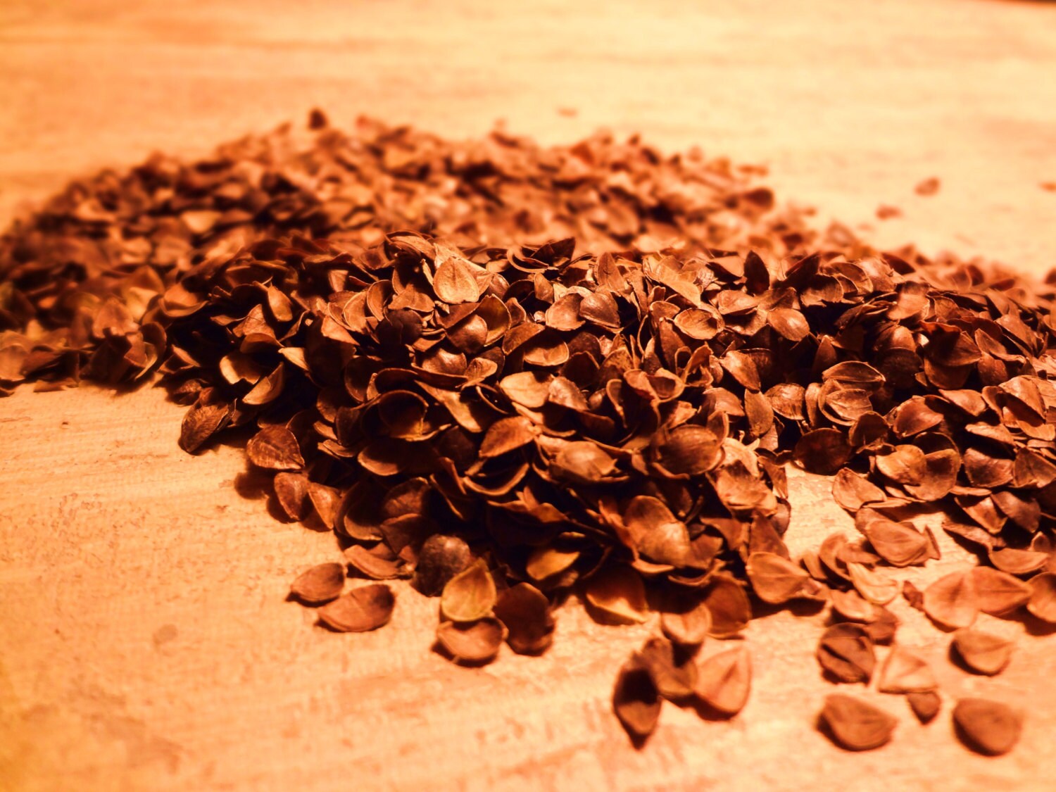 10 lbs of Organic Buckwheat Hulls