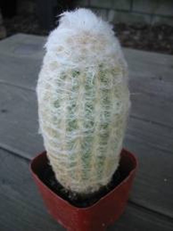 Medium Cactus Plant. Peruvian Old Lady.