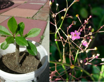 Two years Red Korean Ginseng Plant, P8801