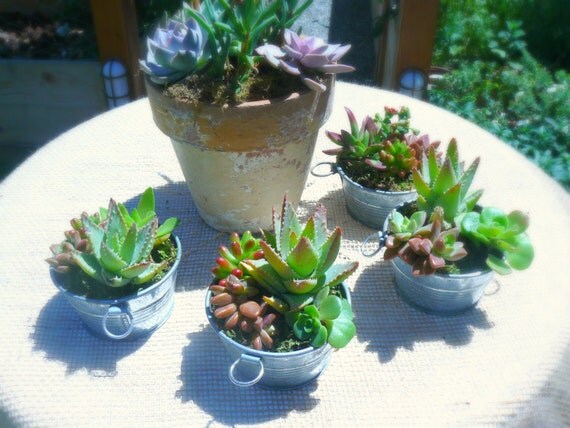 Succulent Dish Garden Succulent Planter Succulent