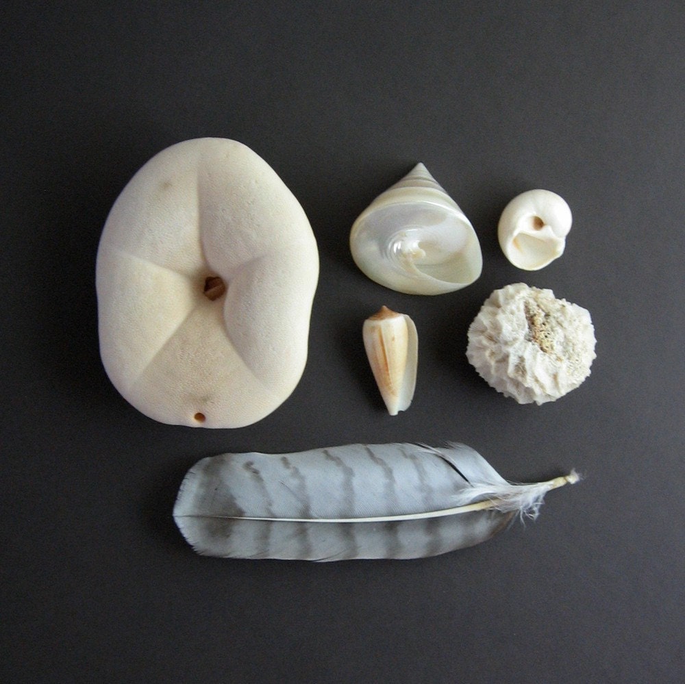 Vintage Sea Shell Collection Shell Specimens Beach House