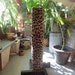 Cat Scratching Post