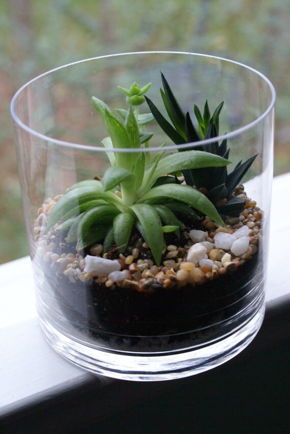 Succulent Terrariums