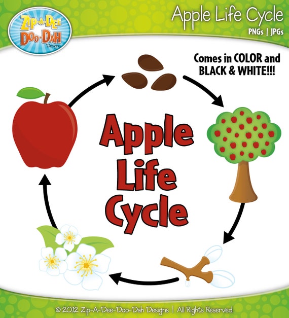 Items similar to Apple Life Cycle Clipart Set - Includes 