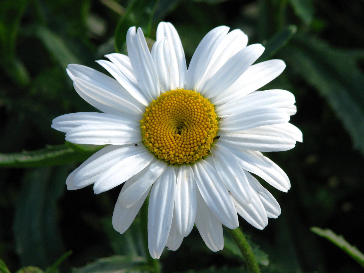 0.3g (approx. 200) giant shasta daisy seeds LEUCANTHEMUM MAXIMUM ...