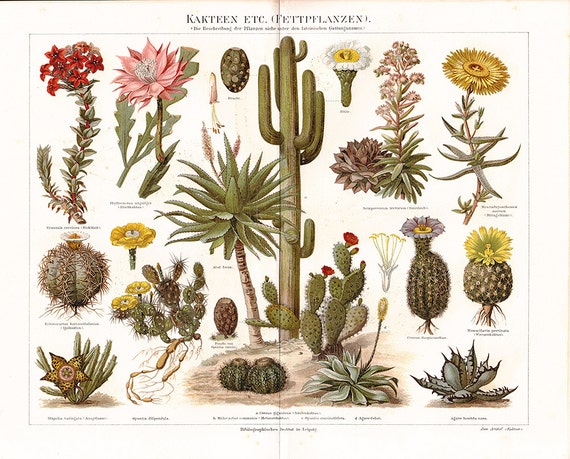 Vintage Botanical Print Cactus Illustration Free Shipping botanical encyclopedia diagram 