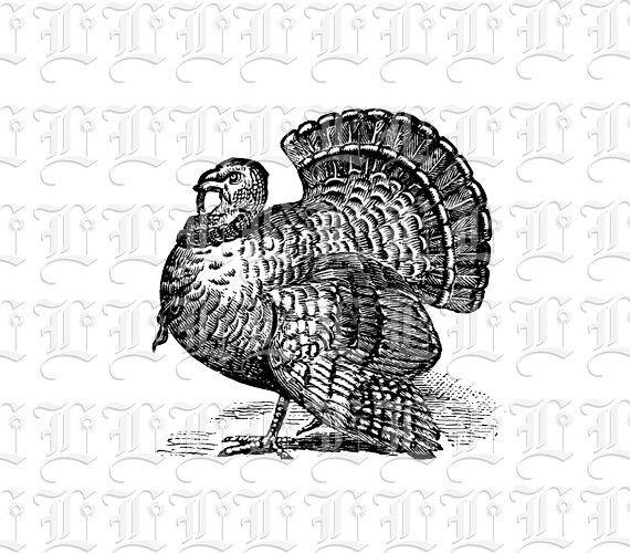 vintage turkey clipart - photo #50