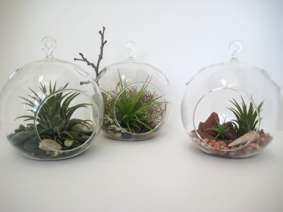 Terrarium Set - 3 Hanging Globe Terrariums - Your Choice of Any 3 Hanging Terrariums in WilliamsGrove