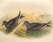 JOHN GOULD Lithograph PETRAL Antique Bird Print 1864