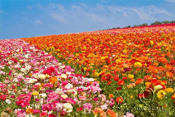 Carlsbad flower fields discount coupon 2018