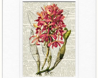 orchid, pink dictionary page print