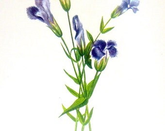 Flower Print - Fringed Gentian, Pine Barren Gentian - 2 Sided - 1950's Vintage Botanical Illustration Book Page