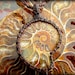 Ammonite Fossil Macrame Necklace - Unique Jewelry - Healing stones