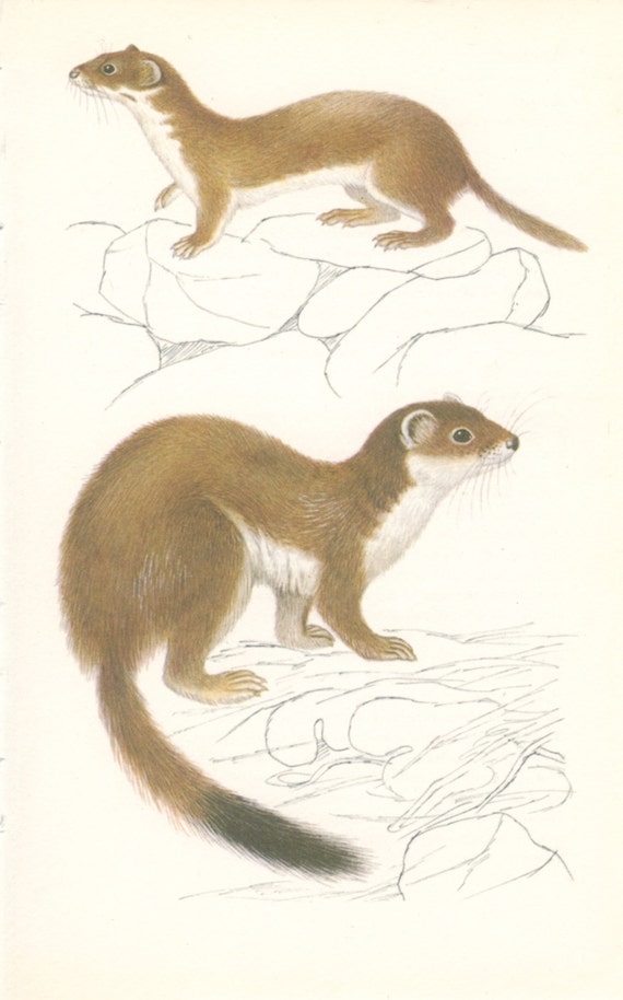 Weasel Stoat Vintage Book Plate 1978 Small by MarcadeVintagePrints