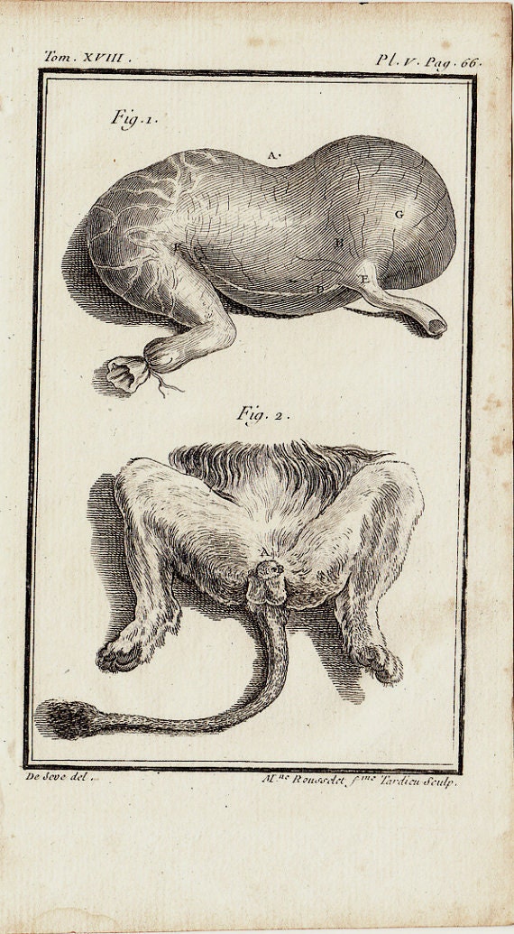 Male Lion Reproductive Anatomy