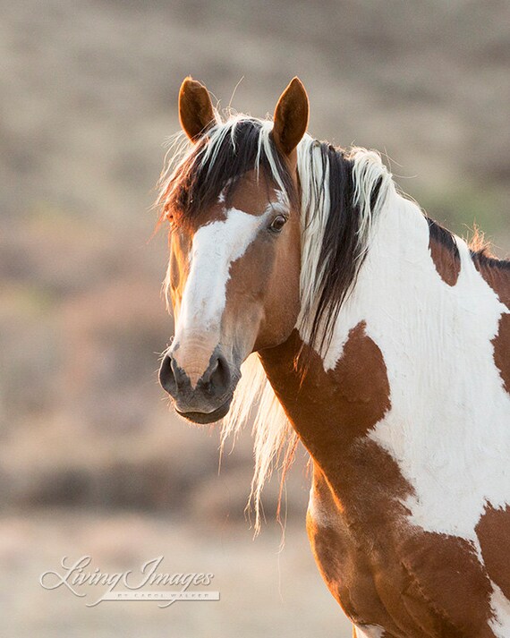 Portrait of Picasso Fine Art Wild Horse Photograph Wild