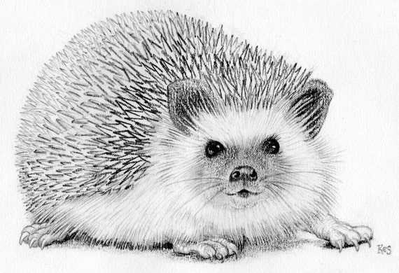 Items similar to Hedgehog - Original pencil drawing in cream mount. on Etsy
