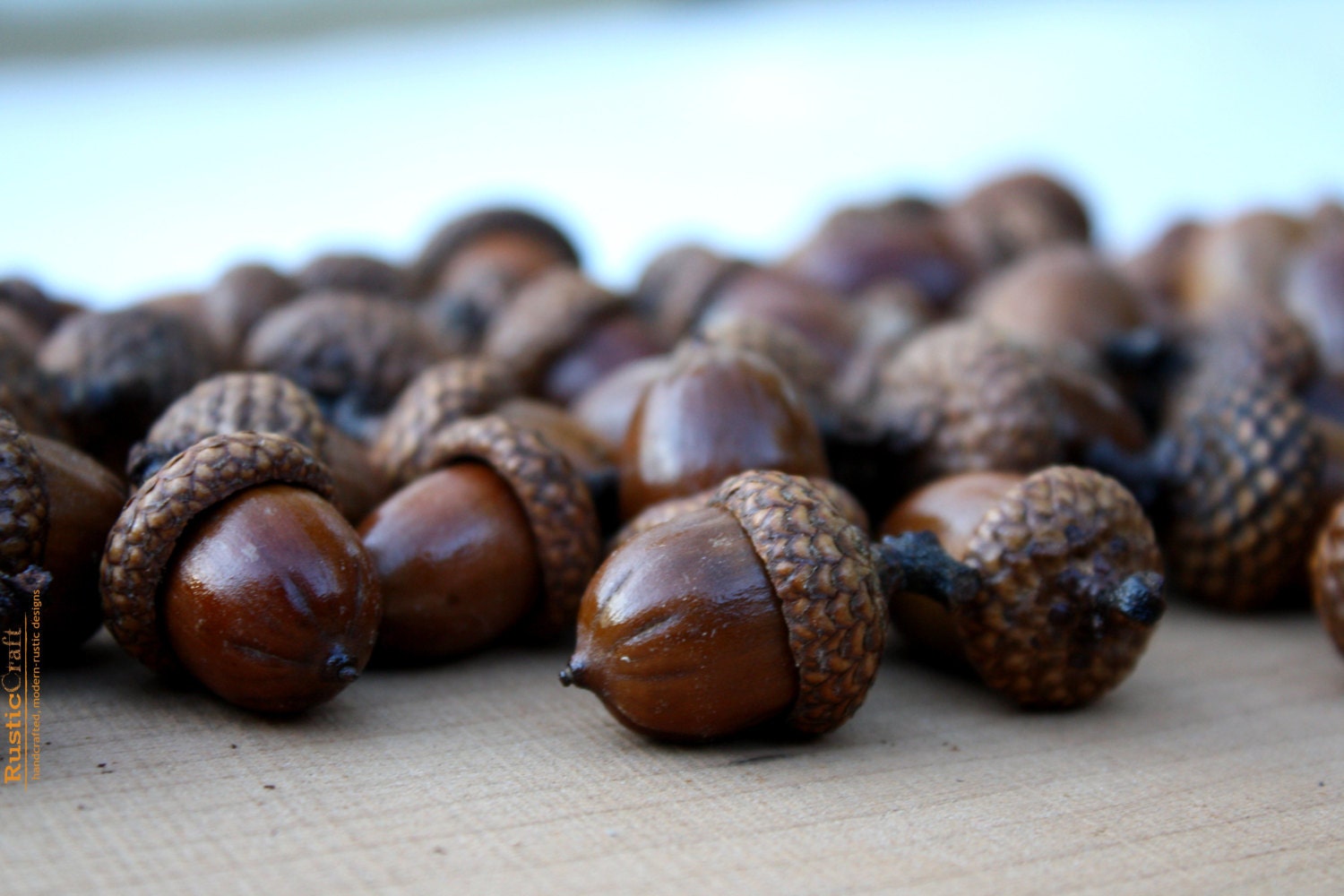 Large Acorns with affixed caps Preserved with Shellac