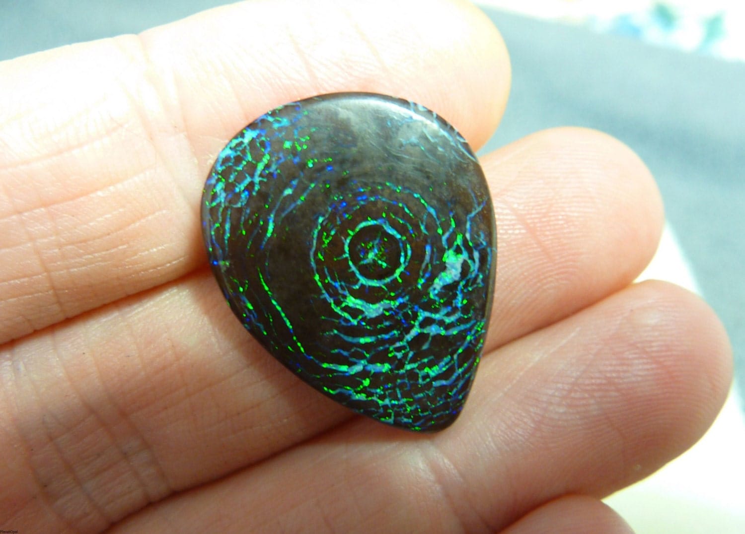Opalized Wood Boulder Opal Fossil. Incredibly Rare Bright