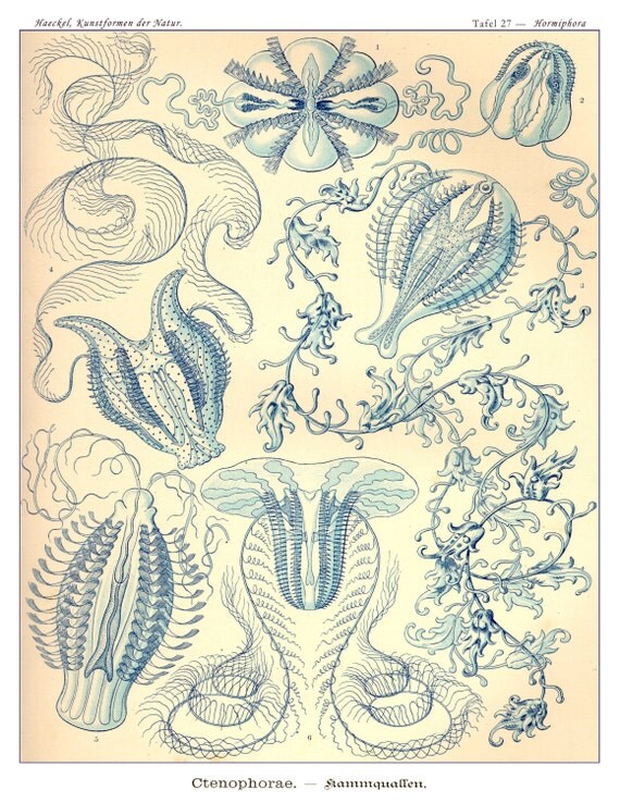 Ernst Haeckel Jellyfish Art Print Art Nouveau by AdamsAleArtPrints
