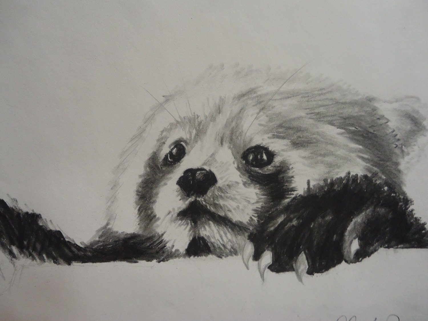 Красная панда рисунок поэтапно