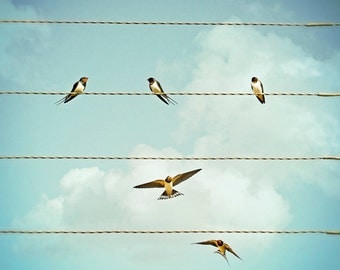 Nature Photography, Swallows, Summer, Birds on wires, Flying, Blue Sky, Wall Art.