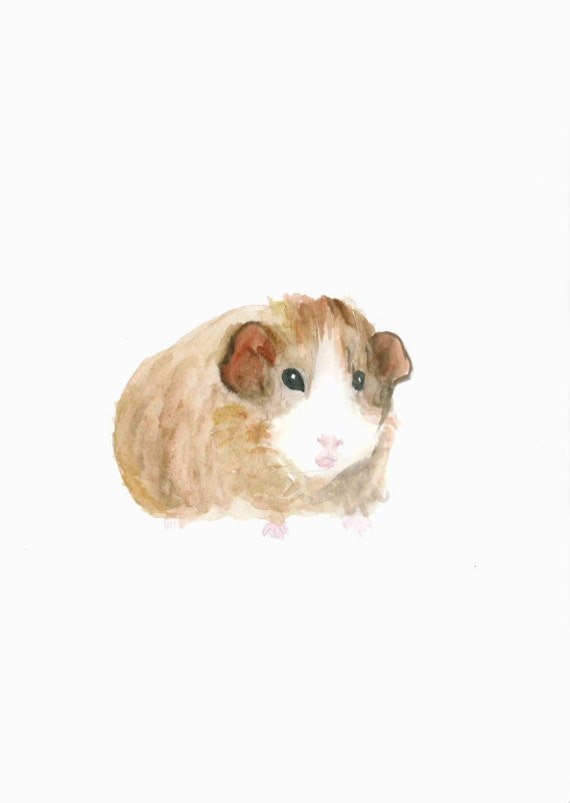 Original painting watercolor guinea pig illustration