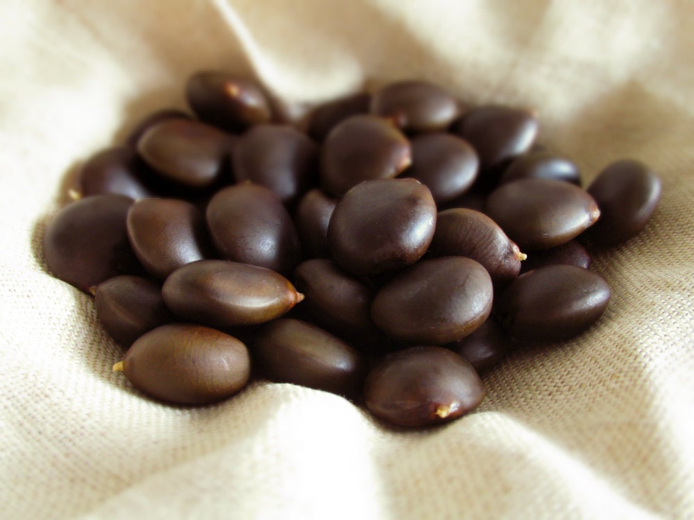 40 Kentucky Coffeetree Beans. Coffee tree seeds.