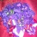 Violets Plus