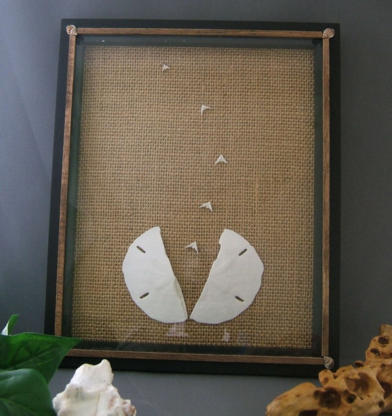 Wall Art Beach Decor Sand Dollar Picture Tropical Decor