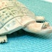 Turtle Sculpture - Ceramic Animal Statue - Art Vessel - Look at that face