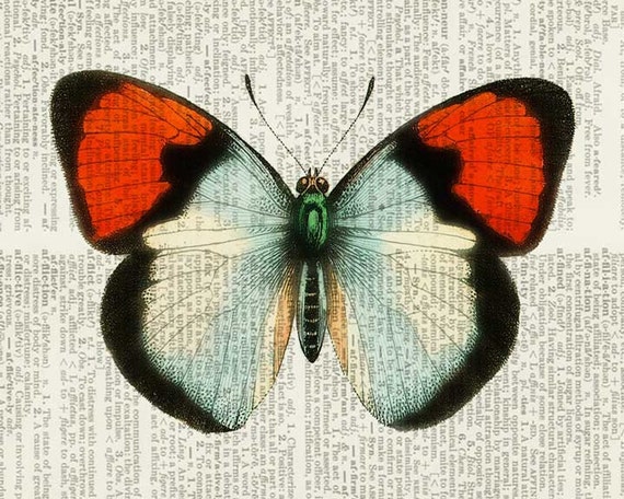 Butterfly red and white print