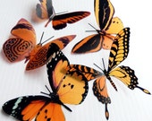 12 x Mixed Cola Brown 3D Transparent Butterflies