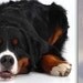 MAY DELIVERY-Custom Original Sock Dog or Any Pet