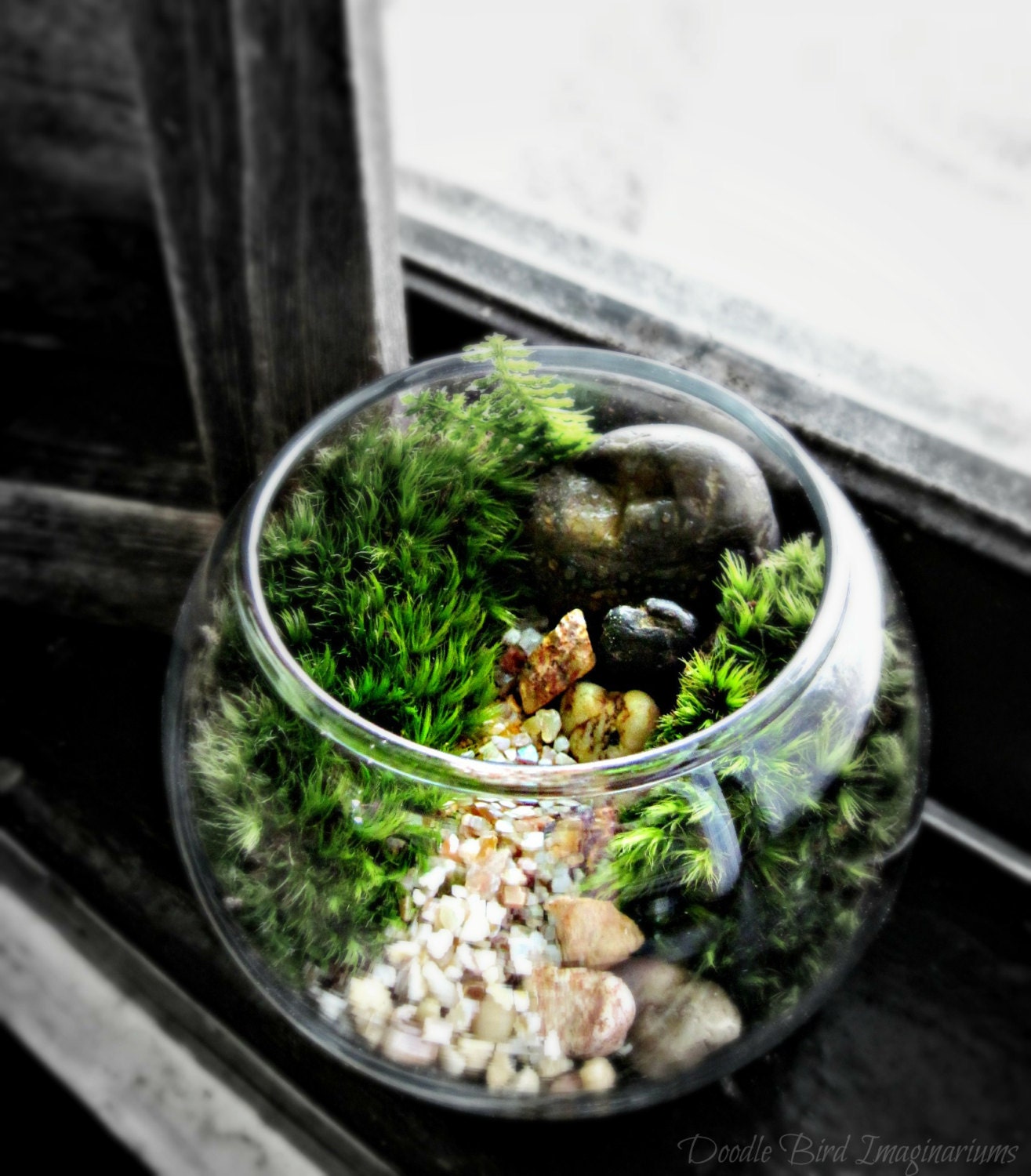 Terrarium Bowl Planter / Easy to Care For Indoor Plant