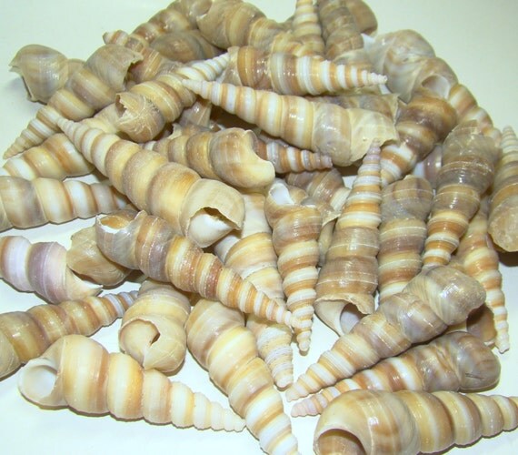 Auger SEA SHELLS Lot of 12 Sea shell for crafts collection or