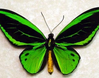 Dad's & Grad's Gift Real Framed Vivid Emerald Green Birdwing Butterfly 584