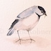 Watercolor Nature Original Painting Woodland Bird Chickadee by Laurie Rohner