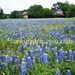 Texas Bluebonnet Seeds