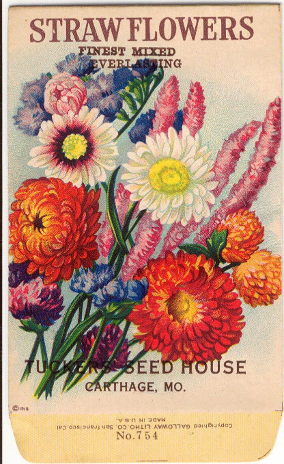 STRAWFLOWERS Vintage Flower Seed Packet Tuckers by gardenlelah