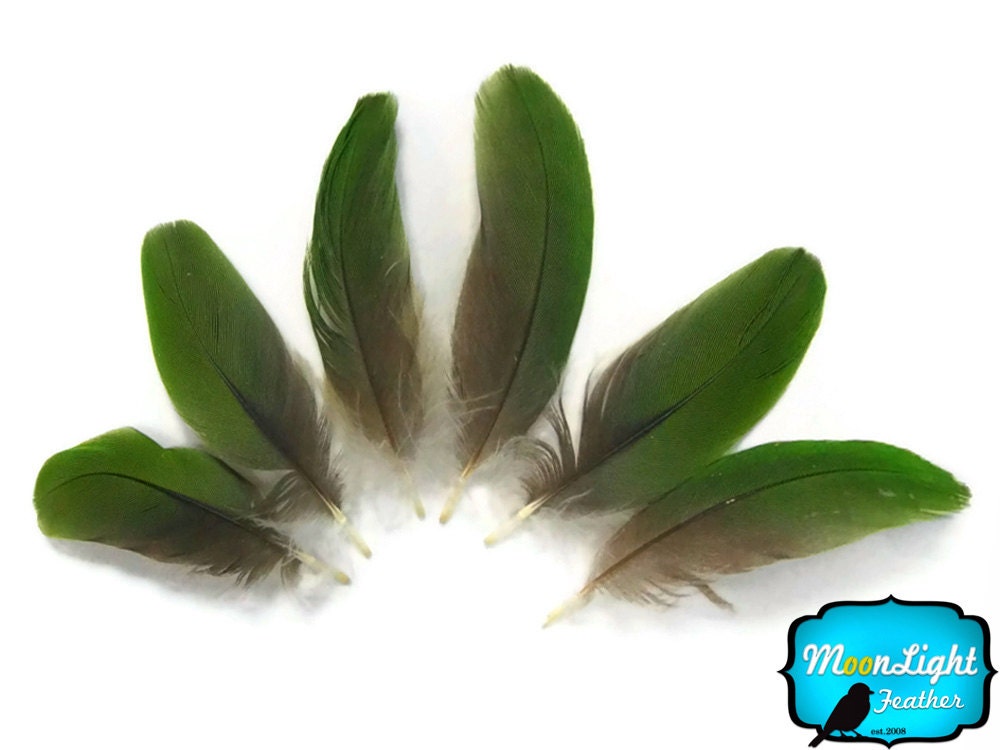 Rare Feathers 6 Pieces GREEN Amazon Parrot Body Feathers