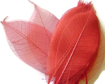 One Dozen Natural Dark Peach Skeleton Leaves Great for Corsages, Hair Clips, Paper Crafts