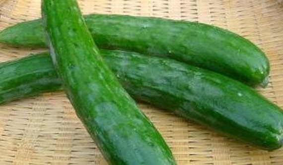 Cucumber Shintokiwa Cucumber Seeds Crispy Tasty Sweet