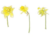 Happy Yellow Spring Daffodils, Watercolor Botanical Illustration, Art Print