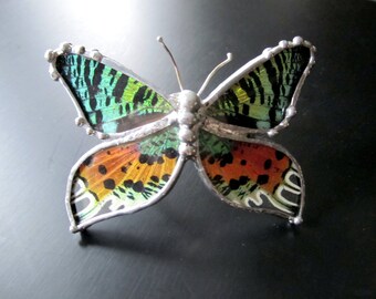 Real Butterfly Wing Bracelet - Madagascan Sunset Moth