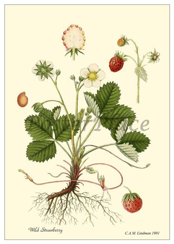 Wild Strawberry Antique Botanical print reproduction