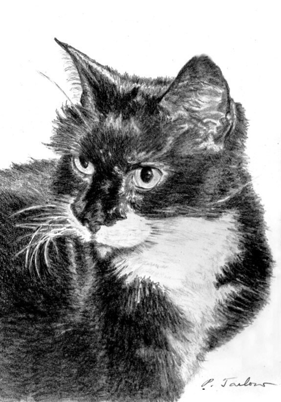 Black and White Cat Art Black and White Cat Print Cat
